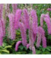 Sanguisorba Pink Brushes 2L