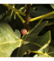 Ficus carica 'Little Miss Figgy' 2L