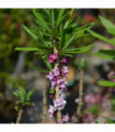 Daphne mezereum Rubra (60-70cm)