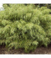 Fargesia Rufa 'Woody Bamboo' 80cm (Multibuy Offers Available)