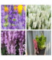 Mix of 3 Salvia (3 x 9cm Pots)