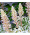 Acanthus mollis 'White Water' 2L