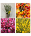3 x Cytisus 2L
