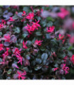 Loropetalum Chinese Fire Dance 9cm