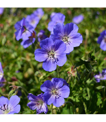Geranium 'Rozanne' 9cm / 2L