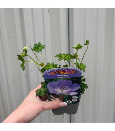Geranium 'Rozanne' 9cm / 2L
