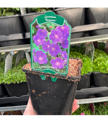 Geranium 'Rozanne' 9cm / 2L