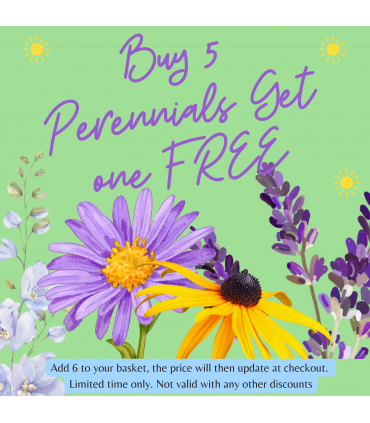 Geranium 'Rozanne' 9cm / 2L