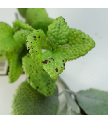 125cm Artificial Hanging Trailing Mint Leaf Garland Plant