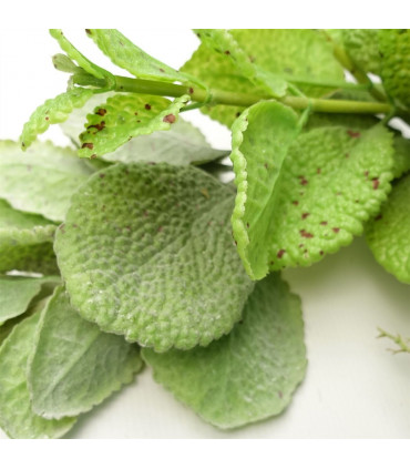 125cm Artificial Hanging Trailing Mint Leaf Garland Plant