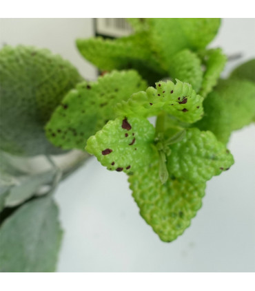 Artificial Trailing Hanging Mint Leaf Garland Green Plastic 125cm Realistic