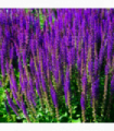 Salvia nemorasa 'Caradonna' 9cm / 2L