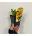 Gaillardia 'Arizona Apricot' (Blanket Flower) 9cm