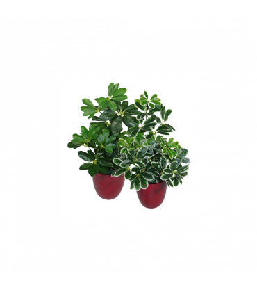 55cm Dark Green Artificial Umbrella Plant