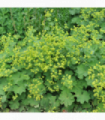 Alchemilla mollis 2L