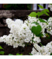 Syringa 'Flowerfesta White' Mini/Dwarf Lilac 4L