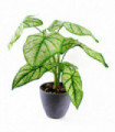 40cm Artificial Taro in Decorative Planter