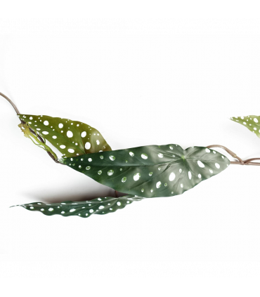 110cm Artificial Trailing Hanging Begonia Maculata Spotted Plant Realistic