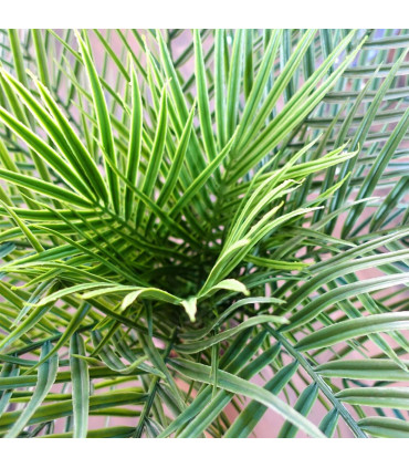 120cm Cycas Palm Tree UV Resistant Outdoor
