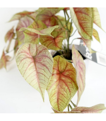 Artificial Pink Caladium Potted Trailing Plant 30cm Green Dark Pink Plastic