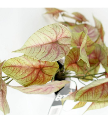 Artificial Pink Caladium Potted Trailing Plant Dark Pink Green Plastic 30cm