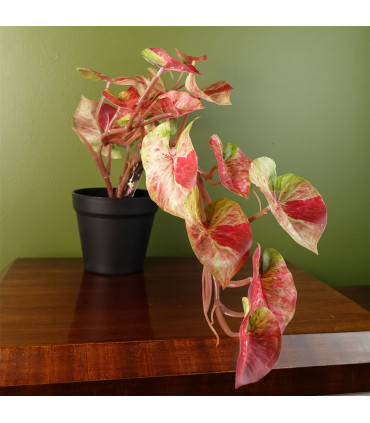30cm Artificial Pink Caladium Potted Trailing Plant Realistic