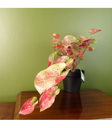 30cm Artificial Pink Caladium Potted Trailing Plant Realistic