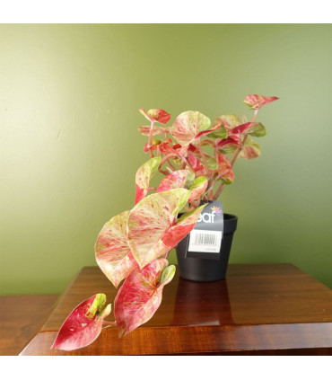 30cm Artificial Pink Caladium Potted Trailing Plant Realistic