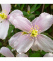 Clematis montana 'Fragrant Spring' 70cm