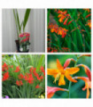 3 x Crocosmia ( 3 x 9cm Pots)