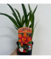 Crocosmia x crocosmiiflora 'Emily Mckenzie' 9cm/2L