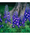 Delphinium Magic Fountain Dark Blue/White 9cm / 3L