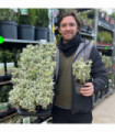 Euonymus japonicus 'White Spire' 9cm-5L.