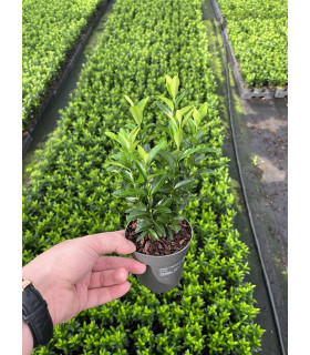 Euonymus japonicus 'Green Spire'.