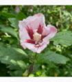 Hibiscus Syriacus 'Hamabo' - White