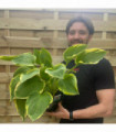 Hosta 'Aureomarginata' 1.5L