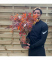 Acer palmatum Atropurpureum 2L