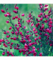 Cytisus x boskoopii 'Boskoop Ruby' 2L