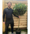 3/4 Standard Bay Tree | Laurus nobilis |170-180cm (Multibuy Offers Available)
