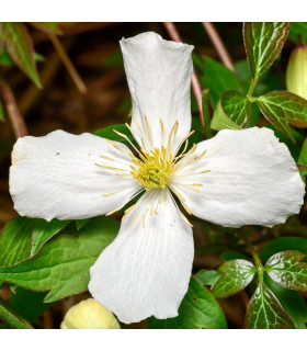 Clematis montana var. Wilsonii 60cm