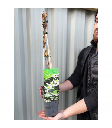 Clematis montana var. Wilsonii 60cm