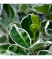 Euonymus japonicus ‘Kathy’ 9cm
