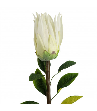 65cm Protea Sugarbush Flower Stem - White