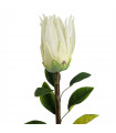 65cm Protea Sugarbush Flower Stem - White