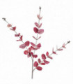 80cm Pink Eucalyptus Foliage Stem