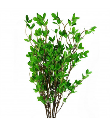 100cm Mini Leaf Ficus Stem