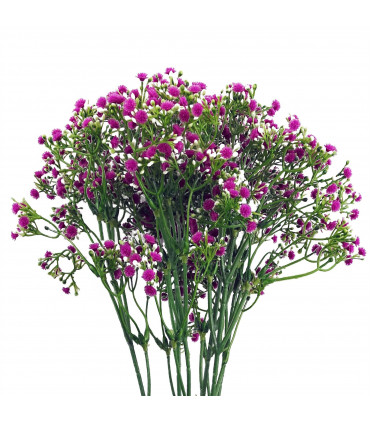 55cm Gypsophila Pink Stem