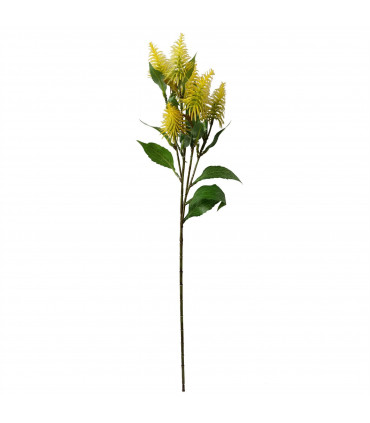 55cm Callistemon Pallidus Yellow Bottle Brush Stem