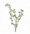 85cm Gypsophila White Stem