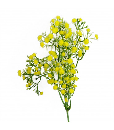 55cm Gypsophila Yellow Stem